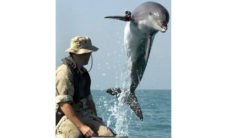 Iran doesn’t have ‘kamikaze dolphins