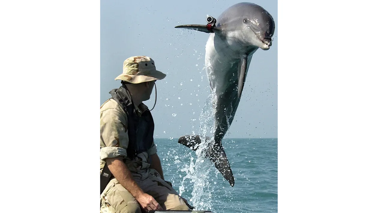 Iran doesn’t have ‘kamikaze dolphins