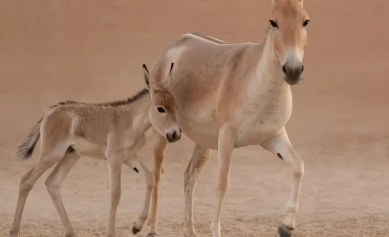 Saudi Arabia witnesses first onager birth 