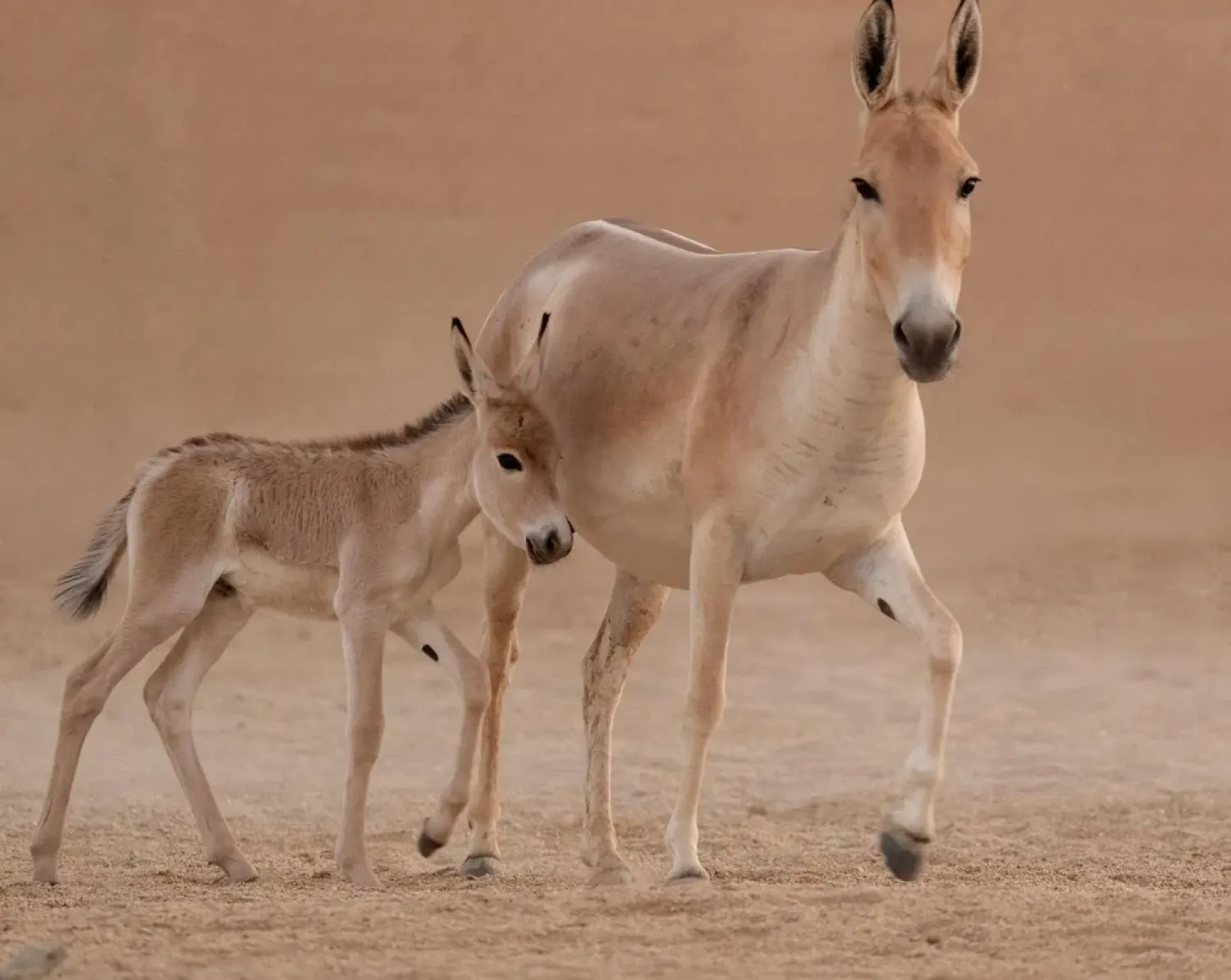 Saudi Arabia witnesses first onager birth 